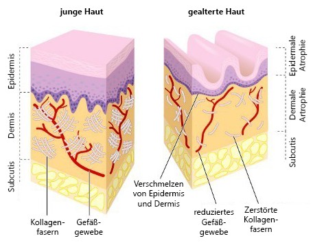 haut_deutsch